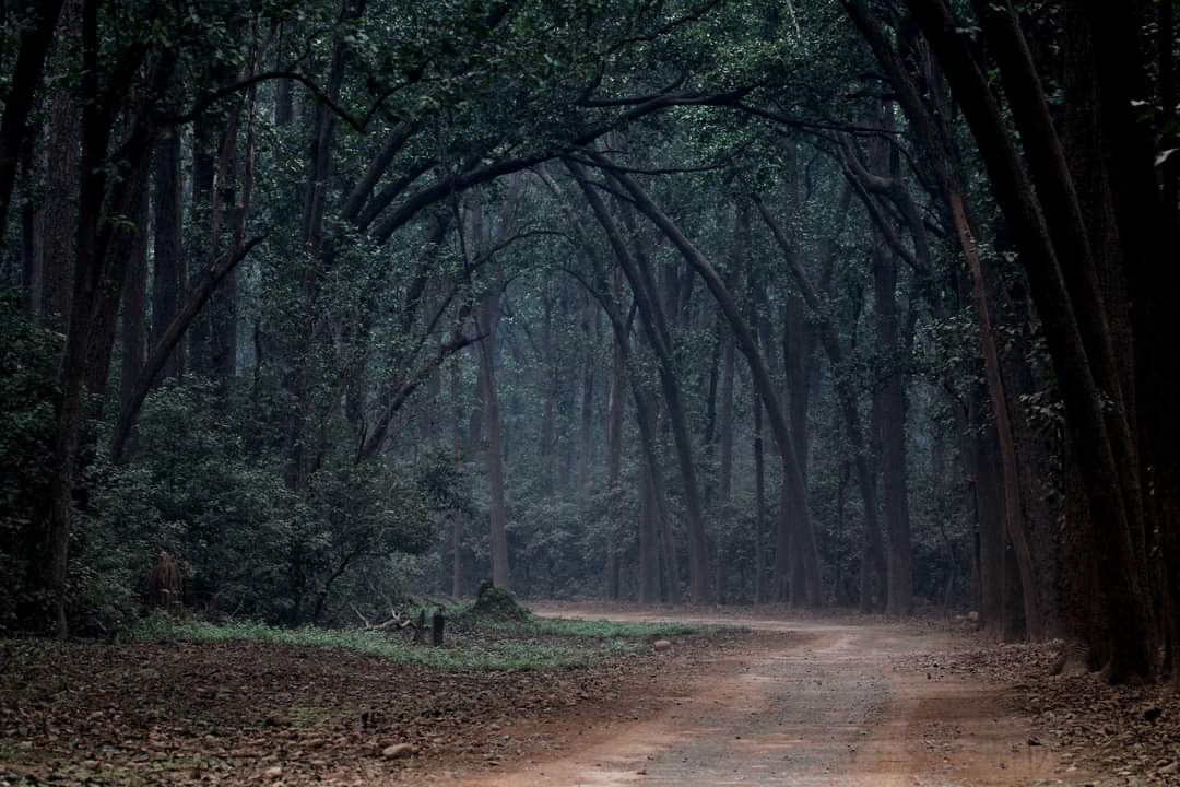 Image 3 (Sal forest welcoming to Dhikala)