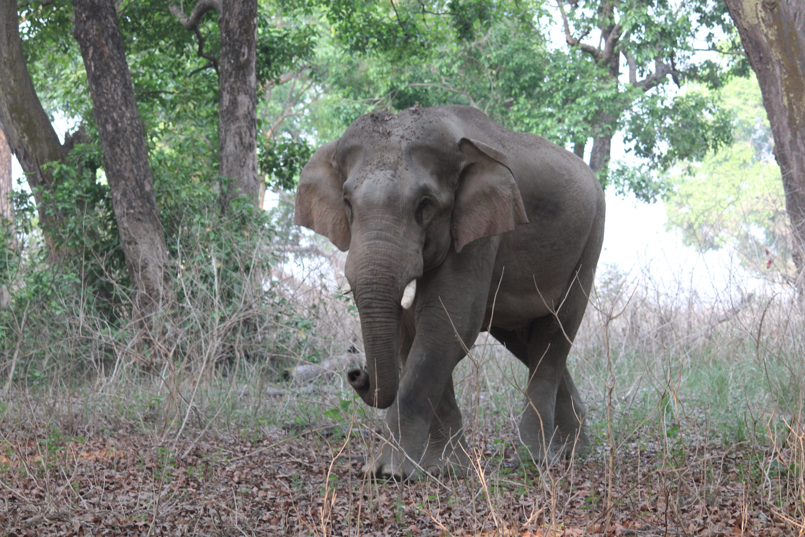 Image 8 (Charging Elephant)